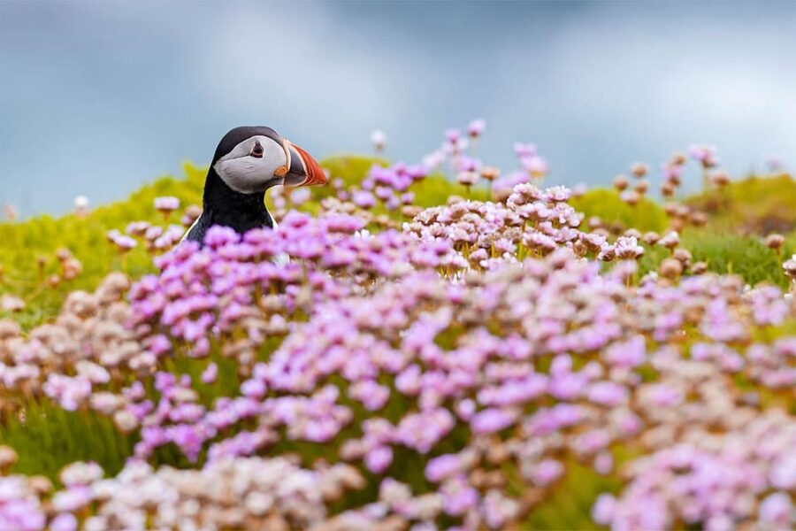 From Reykjavik: Puffin and Volcano Tour in Westman Islands - What to bring for a comfortable day