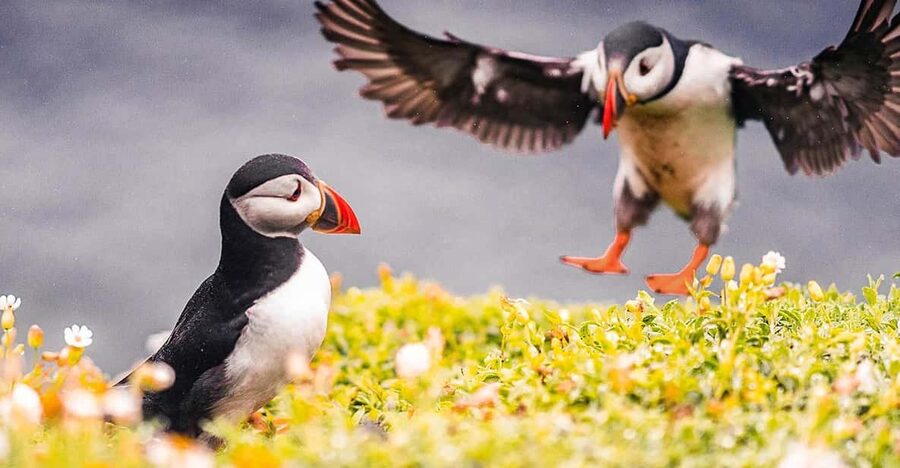 From Reykjavik: Puffin and Volcano Tour in Westman Islands - Why Vestmannaeyjar makes a strong day trip from Reykjavik