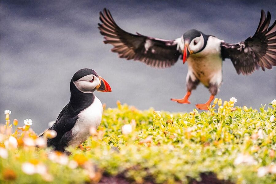 From Reykjavik: Puffin and Volcano Tour in Westman Islands - Is $272 a fair price?