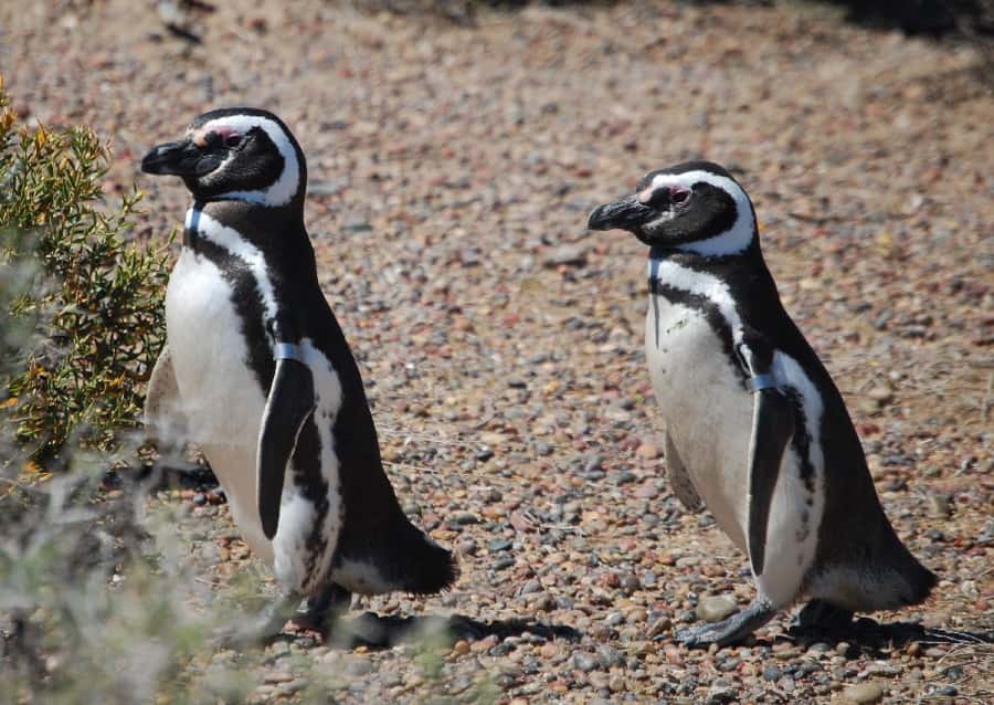 From Ushuaia: Penguin Watching Tour by Catamaran - Key points to know before sailing