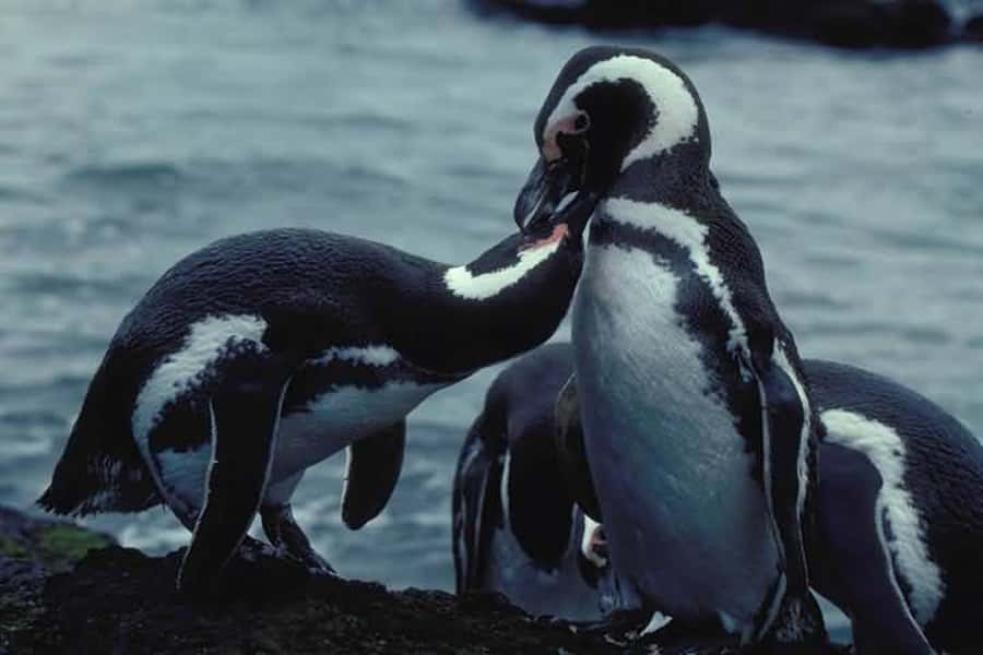 From Ushuaia: Penguin Watching Tour by Catamaran - Martillo Island and the Magellanic Penguins