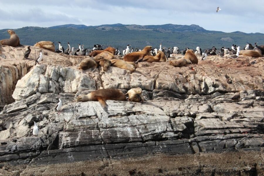 From Ushuaia: Penguin Watching Tour by Catamaran - Catamaran comfort, views, and crowding