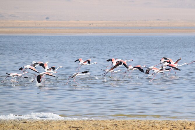 Full-Day Bird Watching Private Experience at Fayoum - Key points at a glance