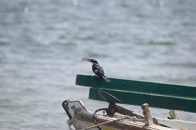 Full-Day Bird Watching Private Experience at Fayoum - Why Qarun Lake makes a strong break from Cairo