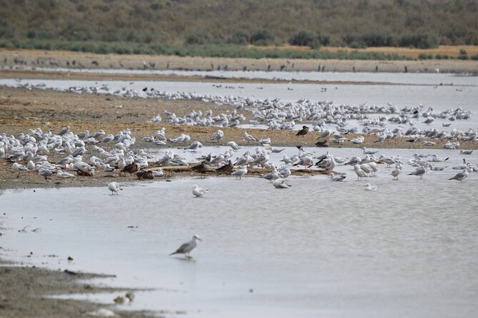 Full-Day Bird Watching Private Experience at Fayoum - The flamingo possibility and other wildlife rewards