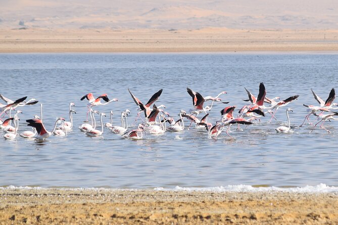 Full-Day Bird Watching Private Experience at Fayoum - How the equipment helps