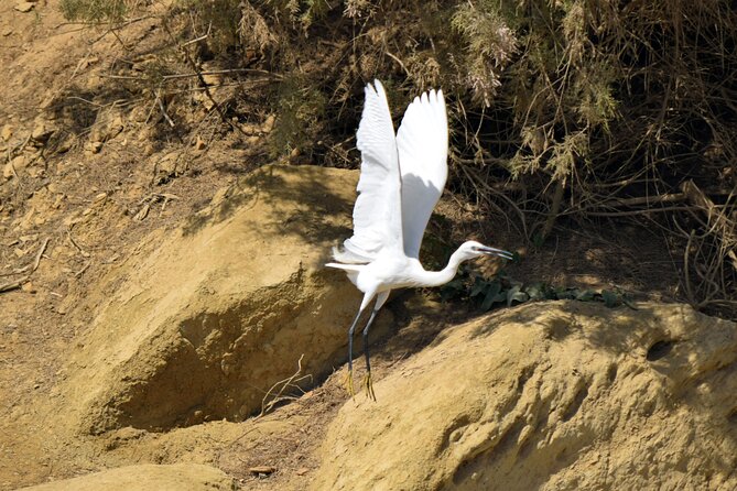 Full-Day Bird Watching Private Experience at Fayoum - Who will enjoy this day most?