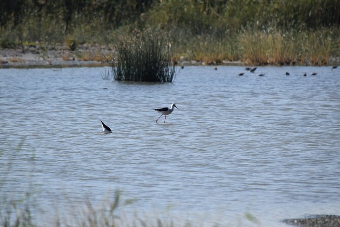 Full-Day Bird Watching Private Experience at Fayoum - Looking for birds around Qarun Lake