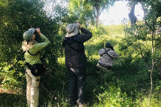 Full Day Birding Zambezi National Park Includes Picnic Lunch - Key points at a glance