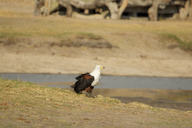 Full Day Birding Zambezi National Park Includes Picnic Lunch - Why this is more than a quick bird stop