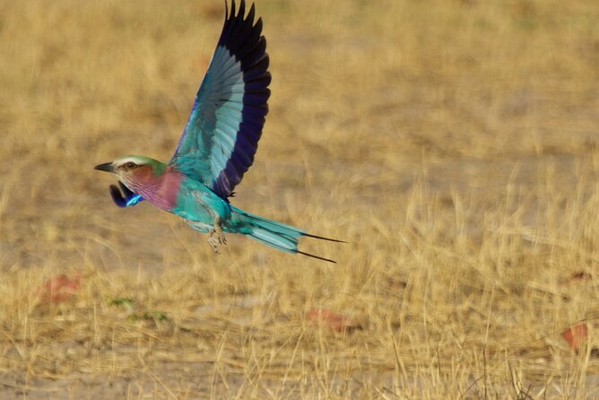 Full Day Birding Zambezi National Park Includes Picnic Lunch - What the price includes, and what it does not