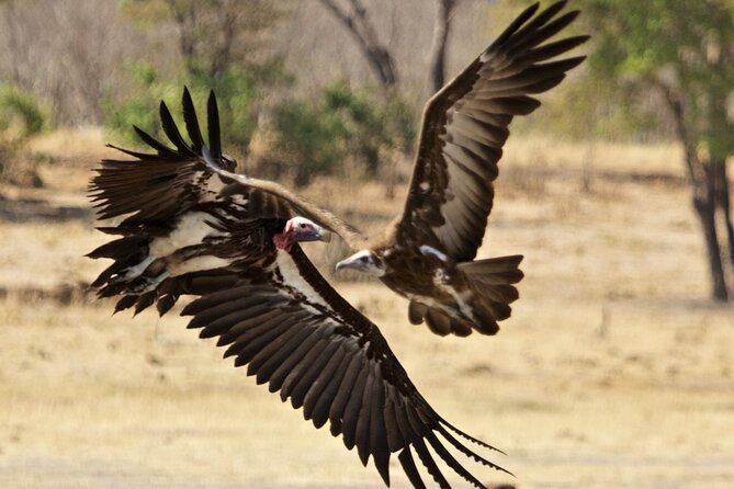 Full Day Birding Zambezi National Park Includes Picnic Lunch - What past outings reveal about the day
