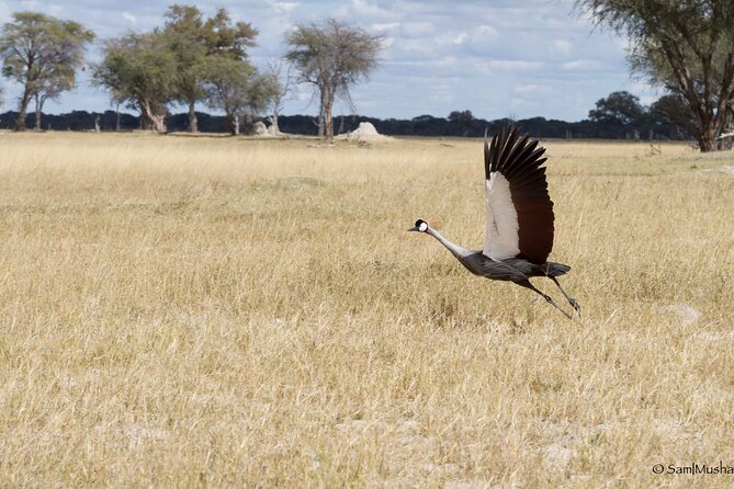 Full Day Birding Zambezi National Park Includes Picnic Lunch - The early start above Victoria Falls