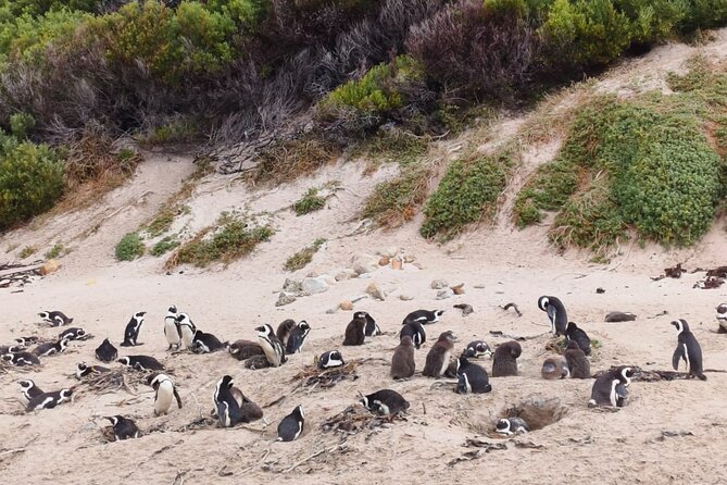 Full Day Cape of Good Hope and Boulders Beach Penguins Tour - Cape Point and the Cape of Good Hope require careful budgeting