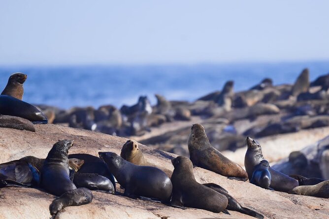 FULL Day Cape of Good Hope and Boulders Penguin Colony - Noordhoek and the ostrich farm keep the route moving south