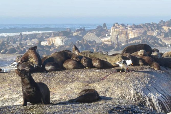FULL Day Cape of Good Hope and Boulders Penguin Colony - Cape Point Nature Reserve is the day’s main event