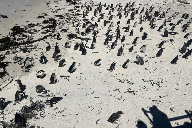 Full-Day Cape of Good Hope and Table Mountain with Penguins Tour - Table Mountain: the big ticket in the middle of the morning
