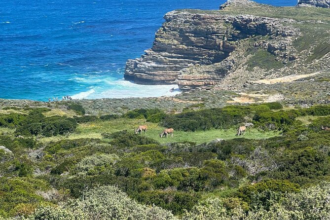 Full-Day Cape of Good Hope and Table Mountain with Penguins Tour - Chapman’s Peak Drive and the route home