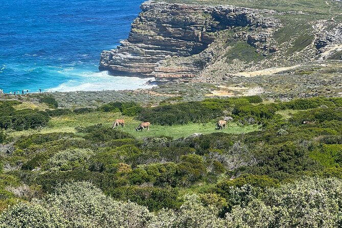 Full-Day Cape of Good Hope and Table Mountain with Penguins Tour - What the $100 price includes