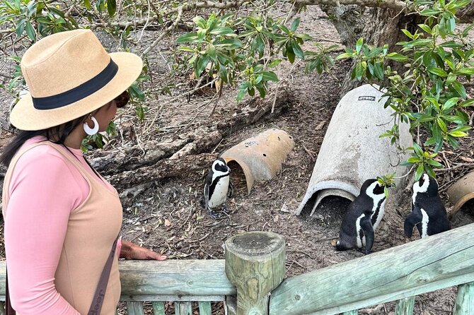Full Day Cape Peninsula, Bo Kaap & Penguins Small Group Tour - Boulders Beach and the African Penguins