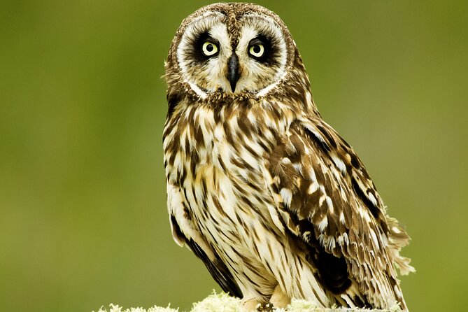 Full-Day Hakalau Forest Reserve Bird Watching Adventure - The early start from Kailua-Kona