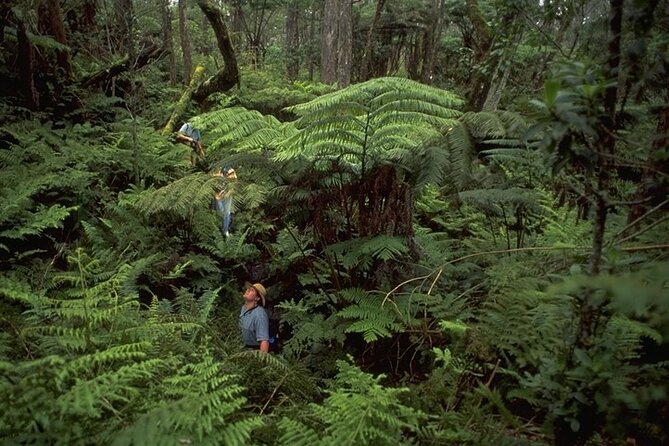 Full-Day Hakalau Forest Reserve Bird Watching Adventure - The Hawaiian birds you may search for