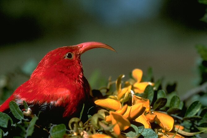 Full-Day Hakalau Forest Reserve Bird Watching Adventure - Lunch, snacks, and the value of the $287.96 price