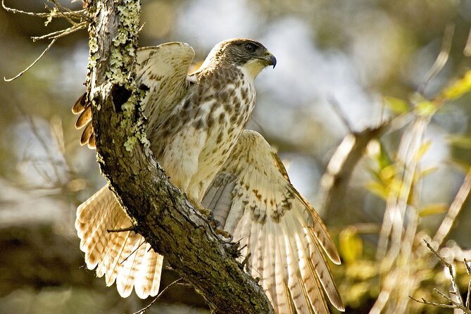 Full-Day Hakalau Forest Reserve Bird Watching Adventure - Riding across Hawaii Island in a small 4WD vehicle