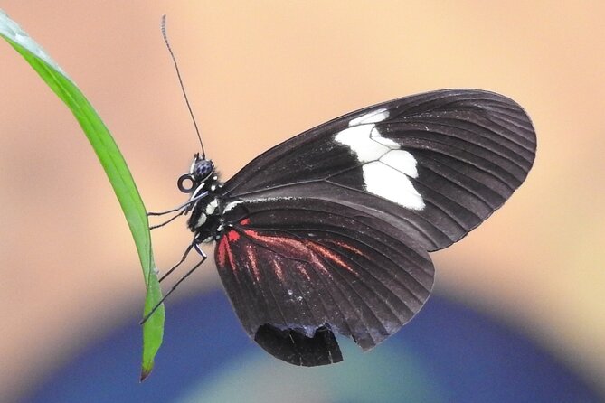 Full-Day Mindo Cloud Forest Tour Birdwatching Waterfalls and Hike - Why Mindo makes sense as a day trip from Quito