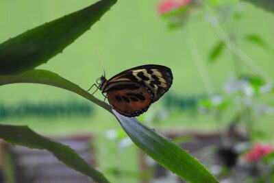 Full-Day Mindo Cloud Forest Tour Birdwatching Waterfalls and Hike