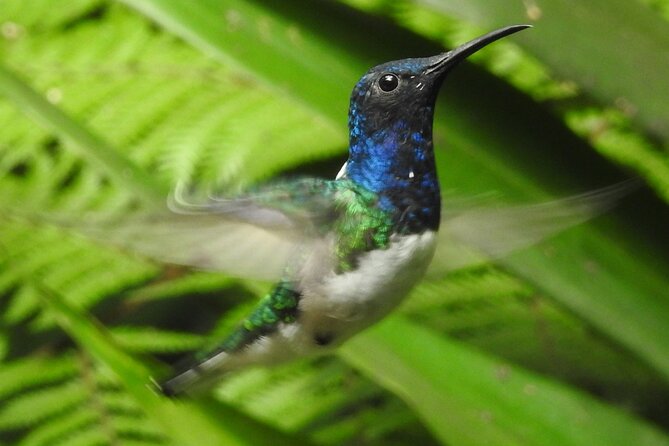 Full-Day Mindo Cloud Forest Tour Birdwatching Waterfalls and Hike - Is $189 a fair price?