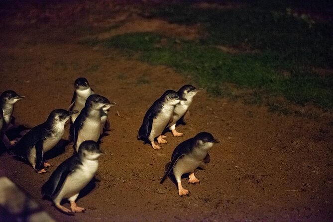 Full-Day Penguins and Wildlife Nature Experience from Melbourne - The Nobbies: the best scenery before the penguins