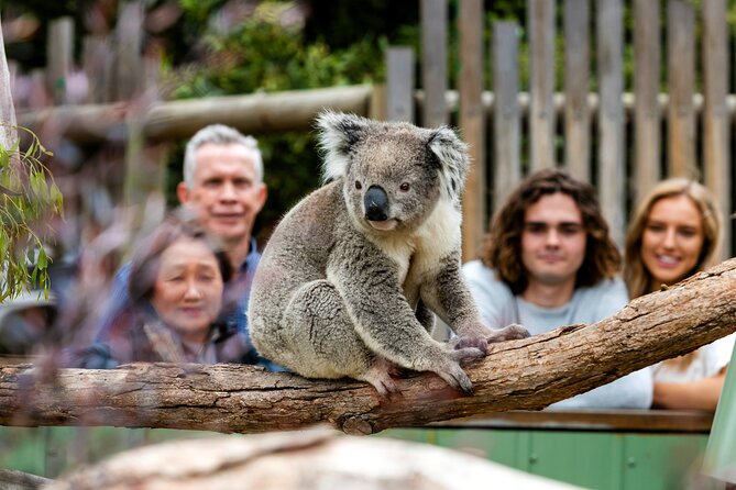 Full-Day Penguins and Wildlife Nature Experience from Melbourne - The Penguin Parade: magical, but know what you are buying
