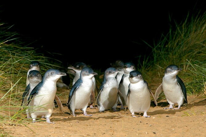 Full-Day Penguins and Wildlife Nature Experience from Melbourne - Cape Woolamai and the island’s coastal air