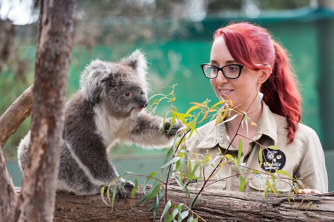 Full-Day Phillip Island Tour with Kangaroo, Koala and Penguin Parade - Five things to know before you book