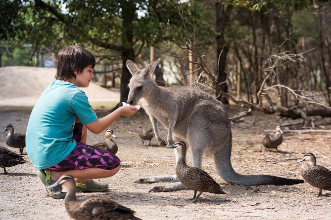 Full-Day Phillip Island Tour with Kangaroo, Koala and Penguin Parade - Moonlit Sanctuary: a useful first look at Australian wildlife