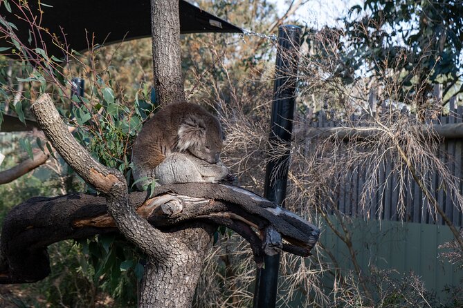 Full-Day Phillip Island Tour with Kangaroo, Koala and Penguin Parade - Cowes: your best chance for food and a breather