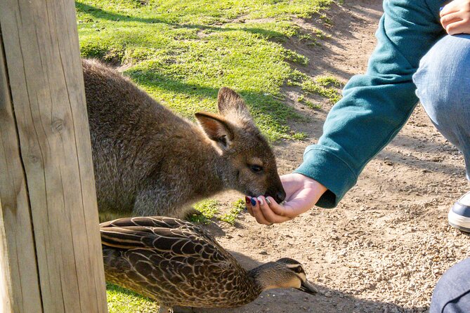 Full-Day Phillip Island Tour with Kangaroo, Koala and Penguin Parade - The Nobbies boardwalk: the day’s best daytime scenery