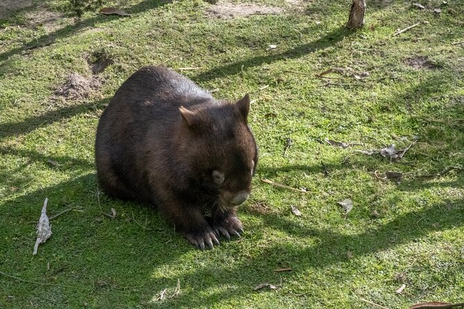 Full-Day Phillip Island Tour with Kangaroo, Koala and Penguin Parade - The Penguin Parade: adorable, strict and easy to misunderstand