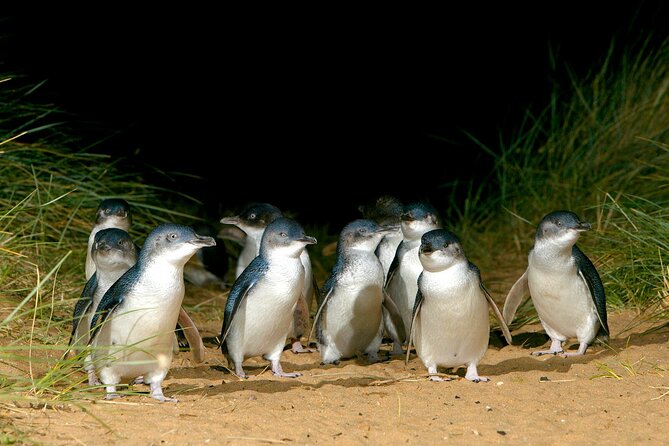 Full-Day Phillip Island Tour with Kangaroo, Koala and Penguin Parade - Woolamai Beach: beautiful, but only 20 minutes