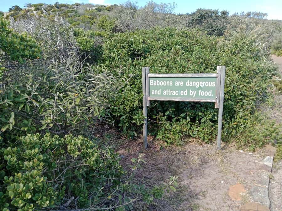 Full-Day Private Excursion: Cape of Good Hope and Penguins - Why this private Cape Peninsula day works