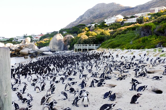 Full-Day Private Robben Island, Penguins & Cape of Good Hope Tour - Robben Island: the day’s most important stop