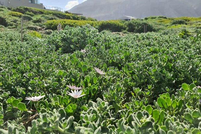 Full-Day Tour Stony Point Penguin Colony at Betty's Bay (up to 10 persons) - Lunch at ON THE EDGE