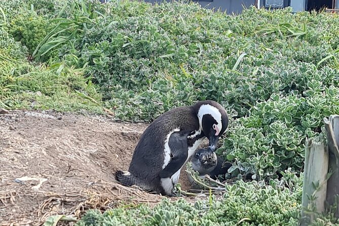 Full-Day Tour Stony Point Penguin Colony at Betty's Bay (up to 10 persons) - What the private format really gives you