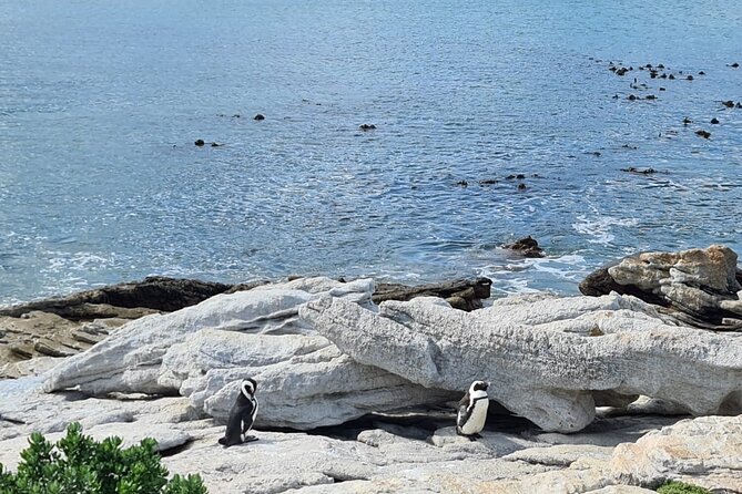 Full-Day Tour Stony Point Penguin Colony at Betty's Bay (up to 10 persons) - Is $68.42 per person good value?