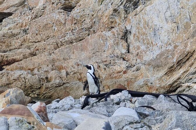 Full-Day Tour Stony Point Penguin Colony at Betty's Bay (up to 10 persons) - From Cape Town to Gordon’s Bay