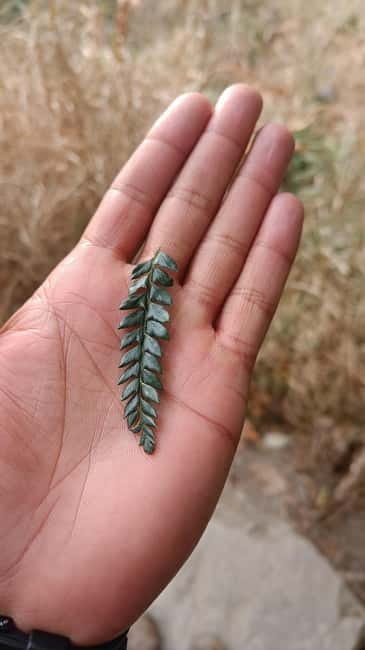 Gallu Waterfalls Hike - Woods, Birds, Nature, River & pool - The narrow trail to Gallu Waterfalls