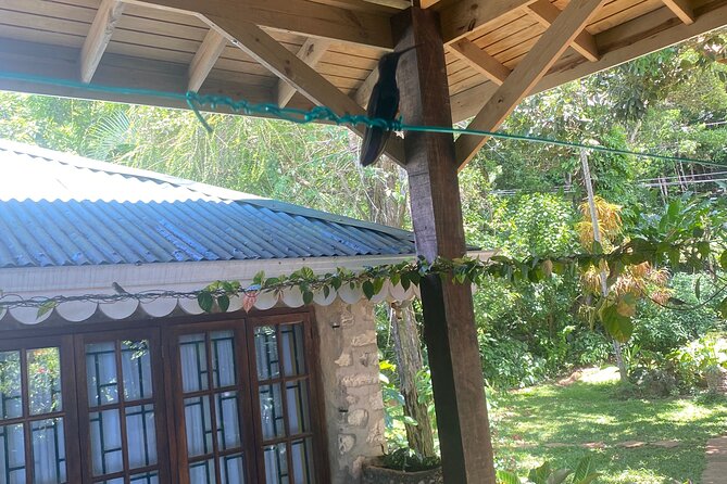 Great River Bamboo Rafting and Bird Sanctuary Combine Tour From Montego Bay - Weather, cancellation, and practical planning