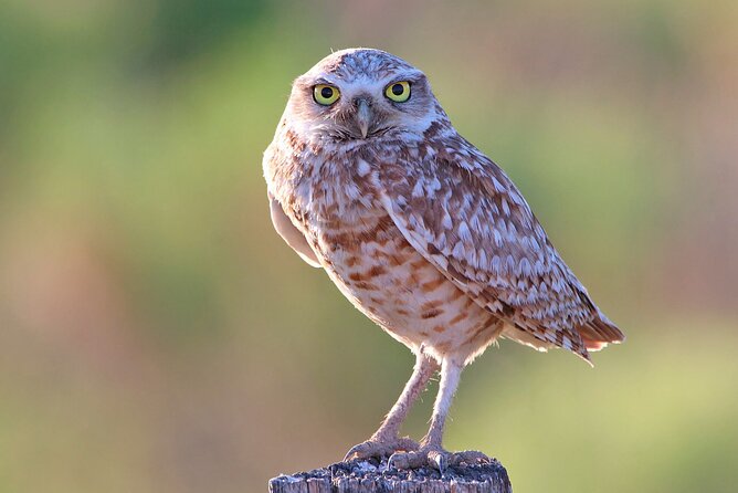 Great Salt Lake Birding and Nature Adventure - Key points at a glance
