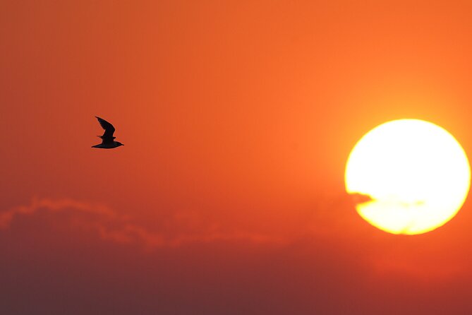 Great Salt Lake Birding and Nature Adventure - Why this Great Salt Lake outing works